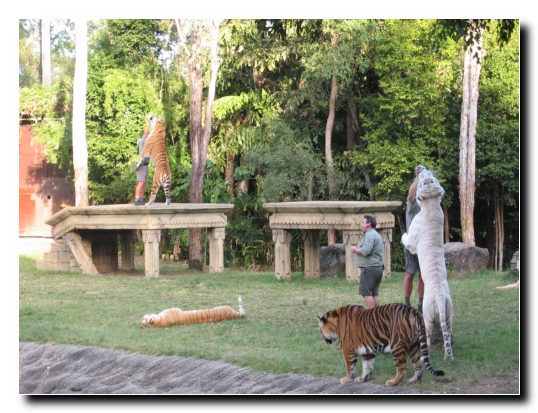 10 Tigershow